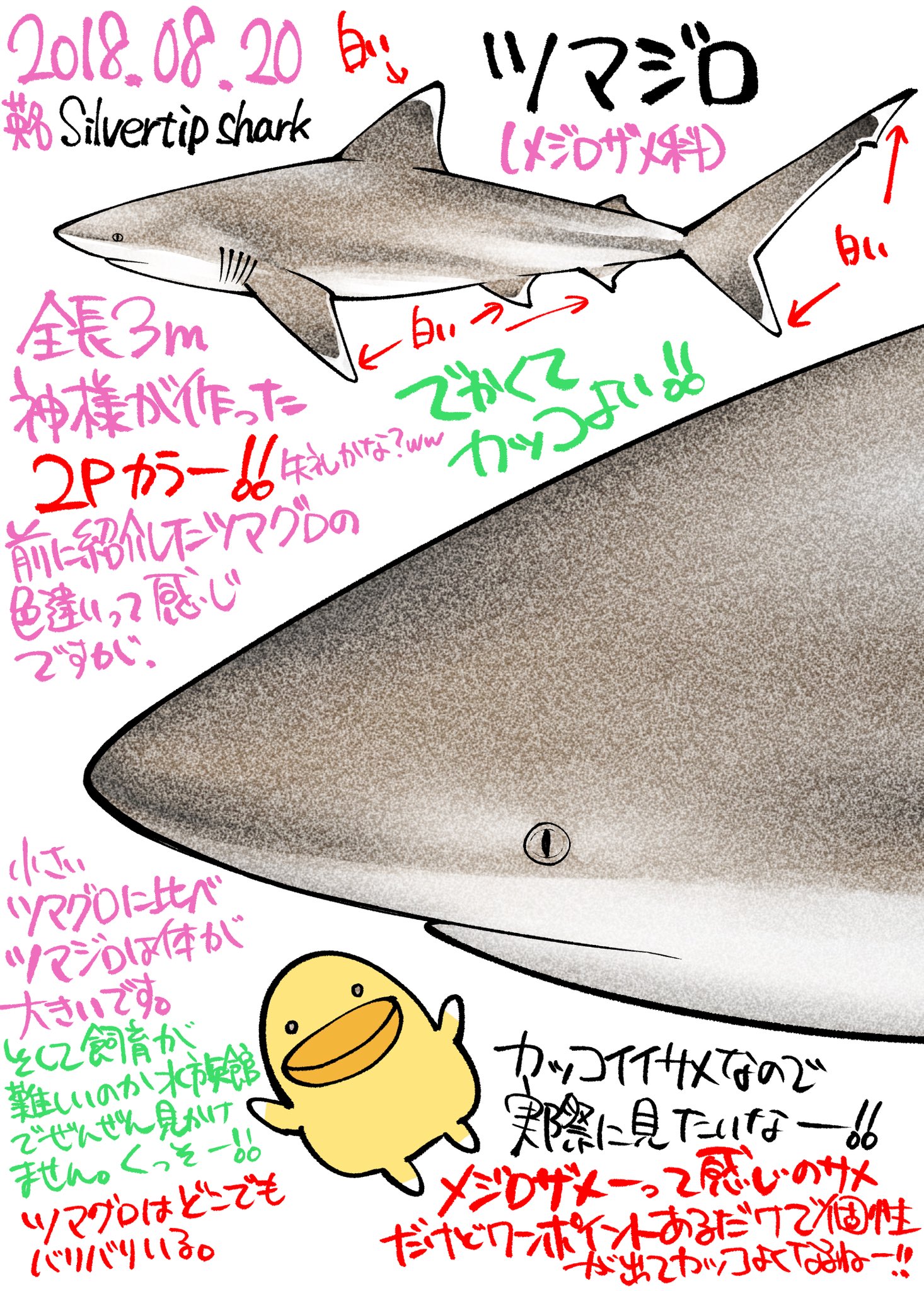 Takumiサメ男 連載中 フォーロン ホープ サメ図鑑 16 ツマグロの次はツマジロです パッと見色違いやけどちゃんと1から書き直してますぞー ツマジロにもきっちり熱意持って挑んでます たくみじろうサメの絵 T Co Hqprpxdbo1 Twitter