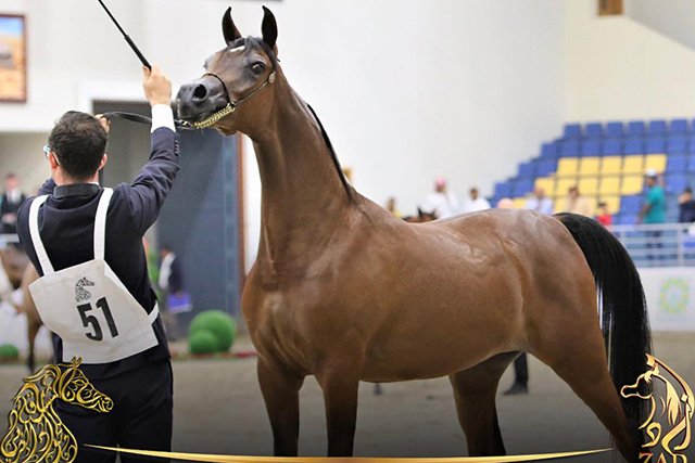 alsheikhstud's tweet photo. The #quality of its climate and agriculture provide #perfect conditions for the #production and growth of the most beautiful species of Purebred straight egyptian #arabian #horses. https://t.co/1jr3zuSLR9
#Alsheikhstud
#MohammadSheikhSuliman
#ArabHorses https://t.co/qxtN7m3Dm4