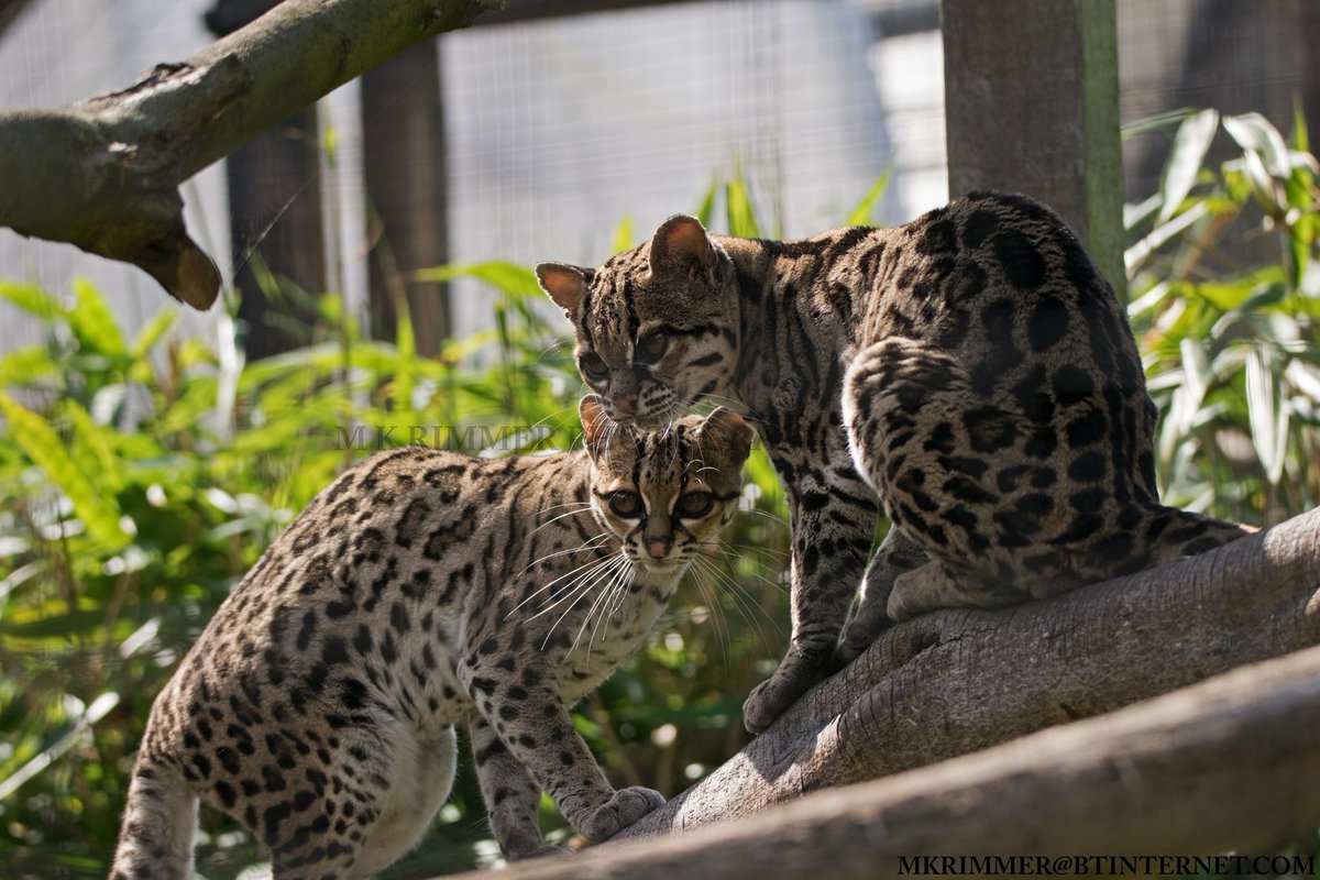 Always great to see the elusive Margays at <a href="/WelshMountainZo/">Welsh Mountain Zoo</a> . Even better to see both of them together.