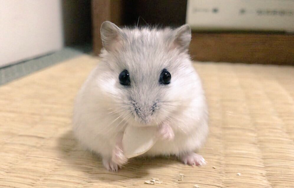 とをはち ハムスターガブリエルくんの信奉者 ガブリエルくんに初めてカボチャの種 殻つき をあげてみました 最近は床を指で2回トントンと鳴らすと隅っこから出てきてくれます 聡明過ぎる 大きくて殻がついてるので何回かポトポト落とされます 神聖な とをはち ハムスターガブリエルくんの信奉者 ガブリエルくんに初めてカボチャの種 殻つき をあげてみました 最近は床を指で2回トントンと鳴らすと隅っこから出てきてくれます 聡明過ぎる 大きくて殻がついてるので何回かポトポト落とされます 神聖な