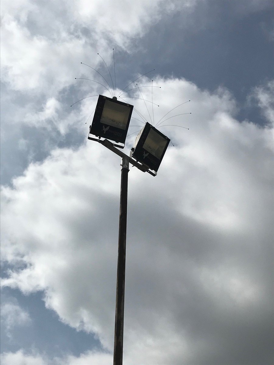 Daddilonglegs on lights! Another great way to help deter gulls landing on them as a perching point and doing what they do best on the floor below! Fitted in Kings Lynn abateltd.co.uk