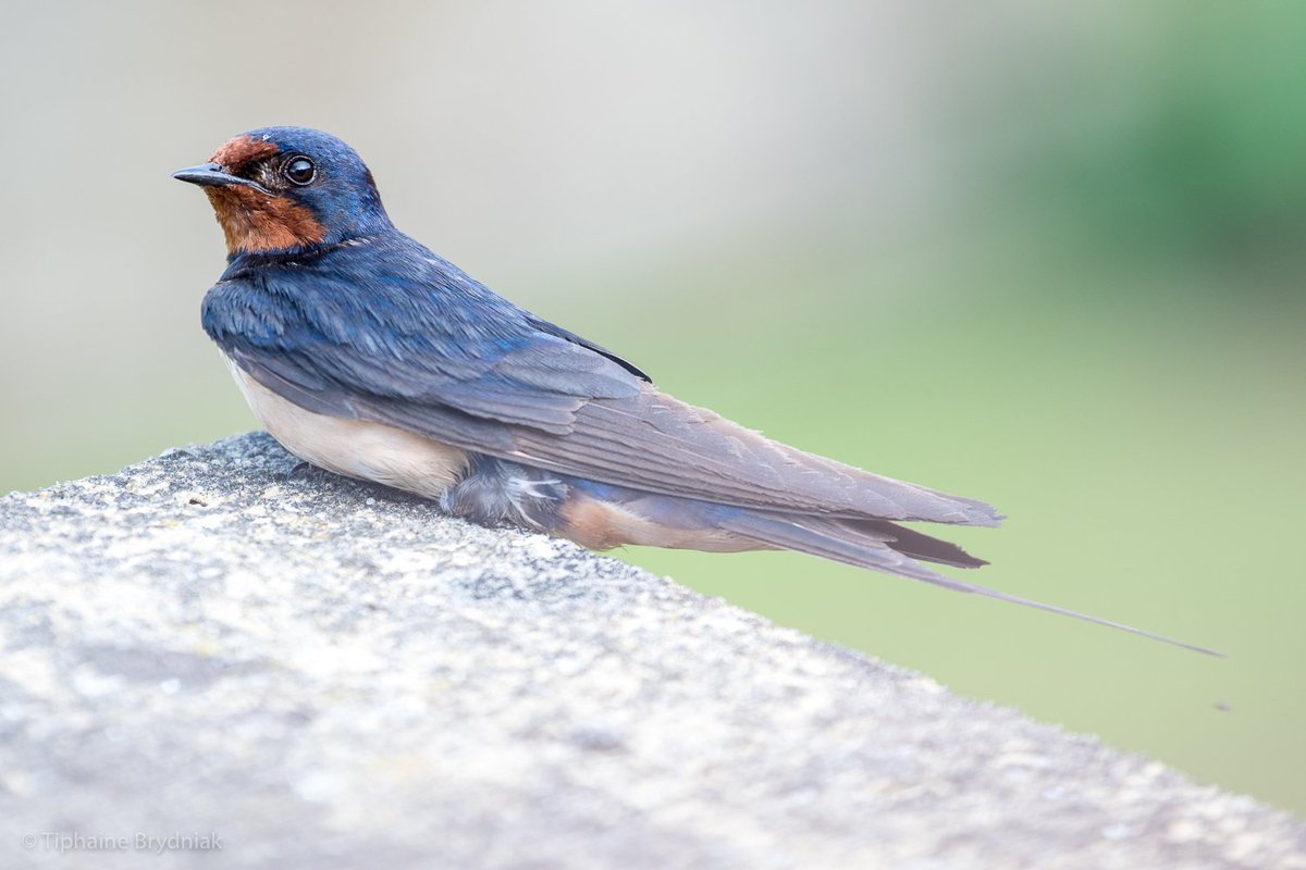 Up north for the week, made a new friend #swallow #bird #birding #summer @bbcwildlifemag @BBCSpringwatch @Natures_Voice @northyorkmoors