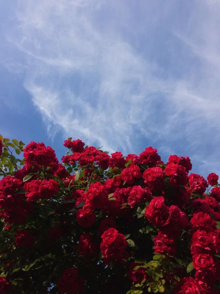ซาโนวี่ ☁️ tweet media
