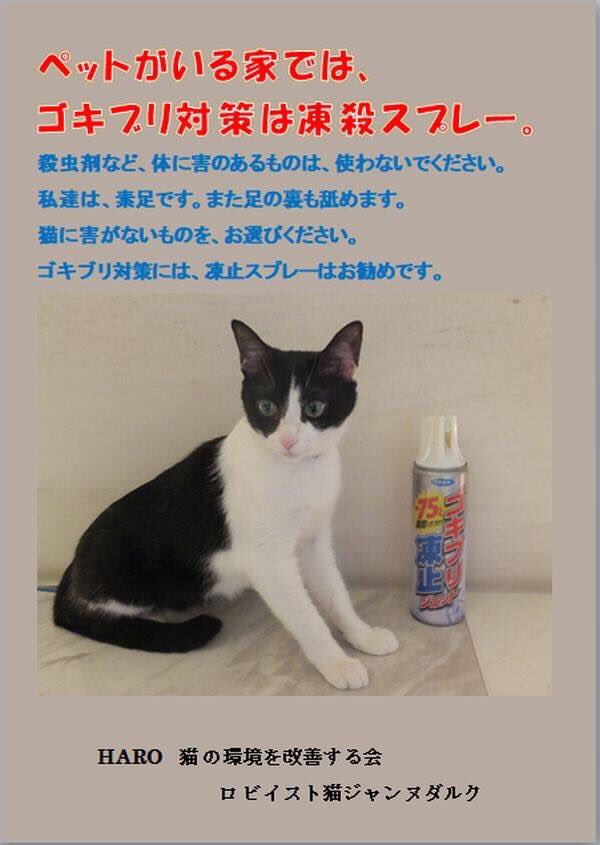まめ おすだけノーマットなどの ワンプッシュ式蚊とりも 駄目ですよ 飲み水 猫草 ごはんに付着しちゃいますょ まめ おすだけノーマットなどの ワンプッシュ式蚊とりも 駄目ですよ 飲み水 猫草 ごはんに付着しちゃいますょ