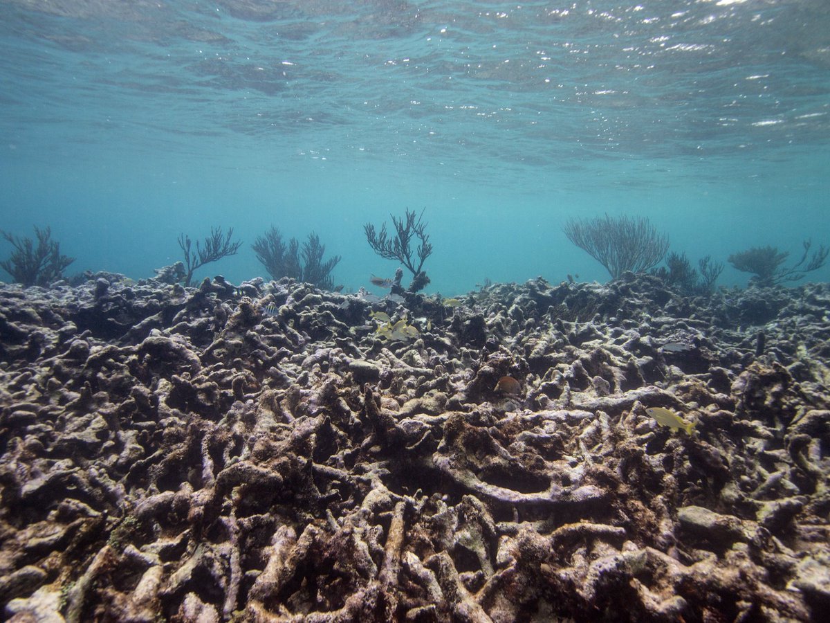 DialogueEarth_'s tweet photo. Changes to the ocean and cryosphere are key to understanding #climatechange - and a new #IPCC report could help shed more light on our seas: https://t.co/W0ze2PLskd https://t.co/K89Wr4QxZw