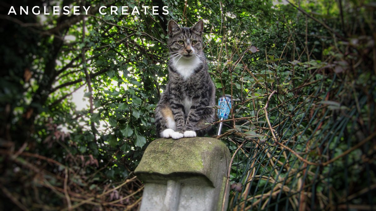 AngleseyCreates's tweet image. I take too many photos of my cat 🐱 #cat #catsoftwitter #photography #anglesey #wales #photographer