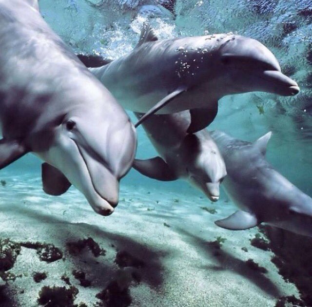 🐬Happy new week my dear friends💦🐬
💦Hope you had a good weekend🐬💦

<a href="/pintsize73/">Marie</a>  <a href="/marienassar_/">Marie Nassar</a>  🐬 <a href="/MarionSpekker/">Marion Spekker</a> 
<a href="/dct_ihjc/">Junko</a>  @chiba3111218 <a href="/whiteteddybear5/">Isa</a> 🐬<a href="/Cass_C7/">Cass ⚜️</a> 🐬 <a href="/HeidiStea/">Heidi 🇨🇦🇨🇦</a>  <a href="/bettinaschroed5/">Bettina Schroeder</a> <a href="/LuciaTassan/">Lucia Tassan Mangina</a>  <a href="/Emel7103/">EMEL🐞🍀</a> 🐬<a href="/pure_p4/">maria</a> 
<a href="/peetahuja/">Kawalpreet</a> <a href="/viktorinini/">💓𝔙ℑ𝔎𝔗𝔒ℜℑ𝔄💓</a> <a href="/ANASTALYA/">🦋ÉPHÉMÈRE🦋   🇫🇷</a>  💦🐬