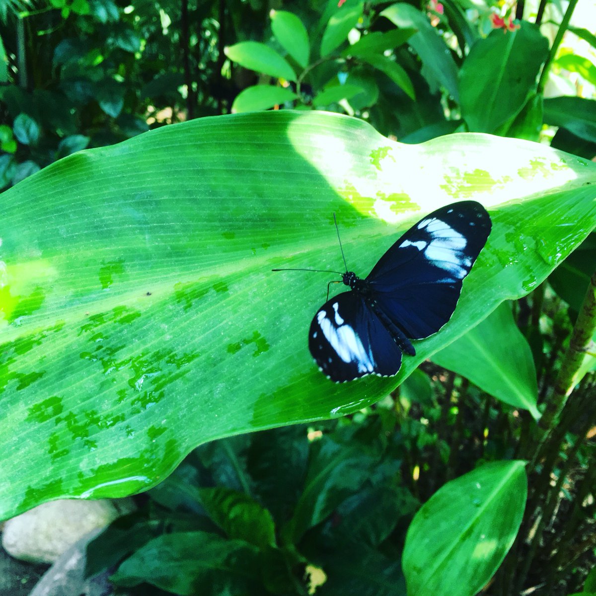 ChristinaBN's tweet photo. 🦋🌿 #botanicalgarden #butterfly https://t.co/k0hSg5pSqS