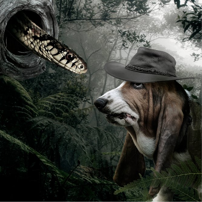Kenji is not the biggest fan of snakes! #digitalpetportrait #bassethound #photoshop #pets