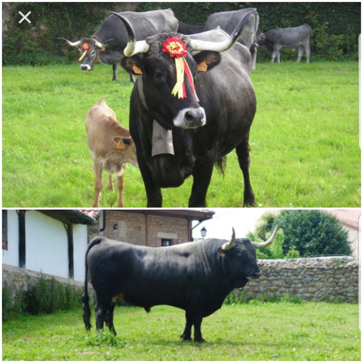LoreLamii's tweet photo. @LaEtxebarria 18 semanas y lo llamas toro? Te invito a venir a Cantabria con las cámaras como bien has dicho en directo ahora mismo y meterte en el prao de las tudancas y dejarte de becerros. Te dejo la foto de una vaca tudanca y un buen toro de la misma raza, qué, ¿Te atreves con estos? https://t.co/1V3vOpoCDY