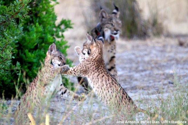 En 2017 un total de 172 cachorros de #linceibérico nacieron en libertad en la Península (de ellos, 125 en #Andalucía). Pronto conoceremos los datos del número de ejemplares nacidos en estado salvaje en la última temporada de cría. #LIFEproject #LIFEprogramme