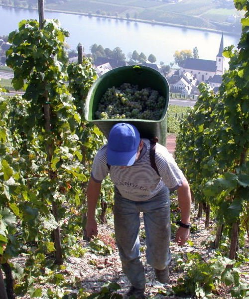 Due to a hot summer the #French #wine #harvest has come early leading to a lack of temporary workers. #Alsace #France winesocial.co/news/industry-… via <a href="/WineSocial/">WineSocial</a>