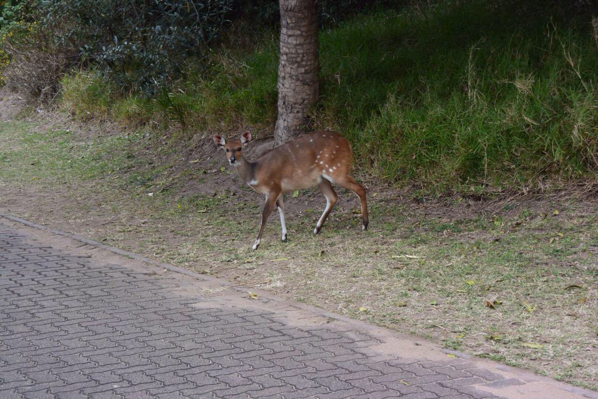LodgeatPG's tweet photo. Look what was spotted by one of our residents yesterday!
Aren’t we lucky to have these in their natural habitat, safe, &amp; able to make themselves at home. 
#PrincesGrantCoastalEstate #naturelover https://t.co/eGx5rlvmS8