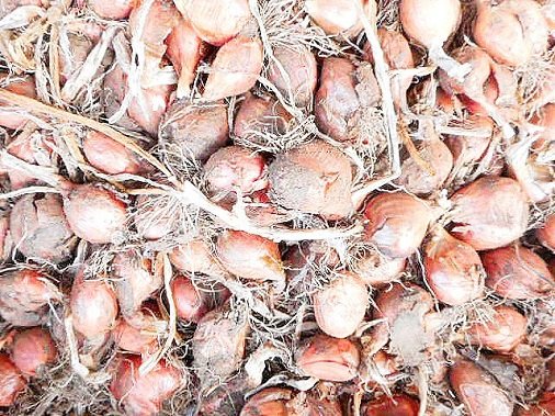 ネギ属 Twitter Search Twitter