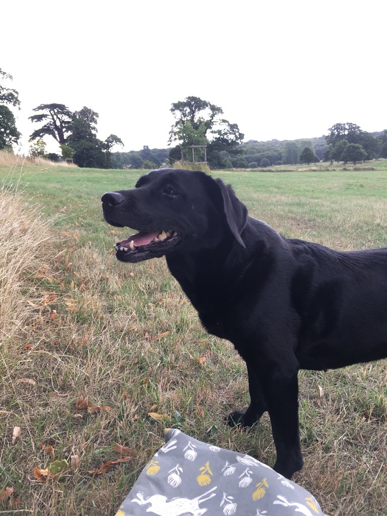 No1EstateBoss's tweet photo. My favourite lunch date #picnic with #pegdog https://t.co/QPKjlETs9Z