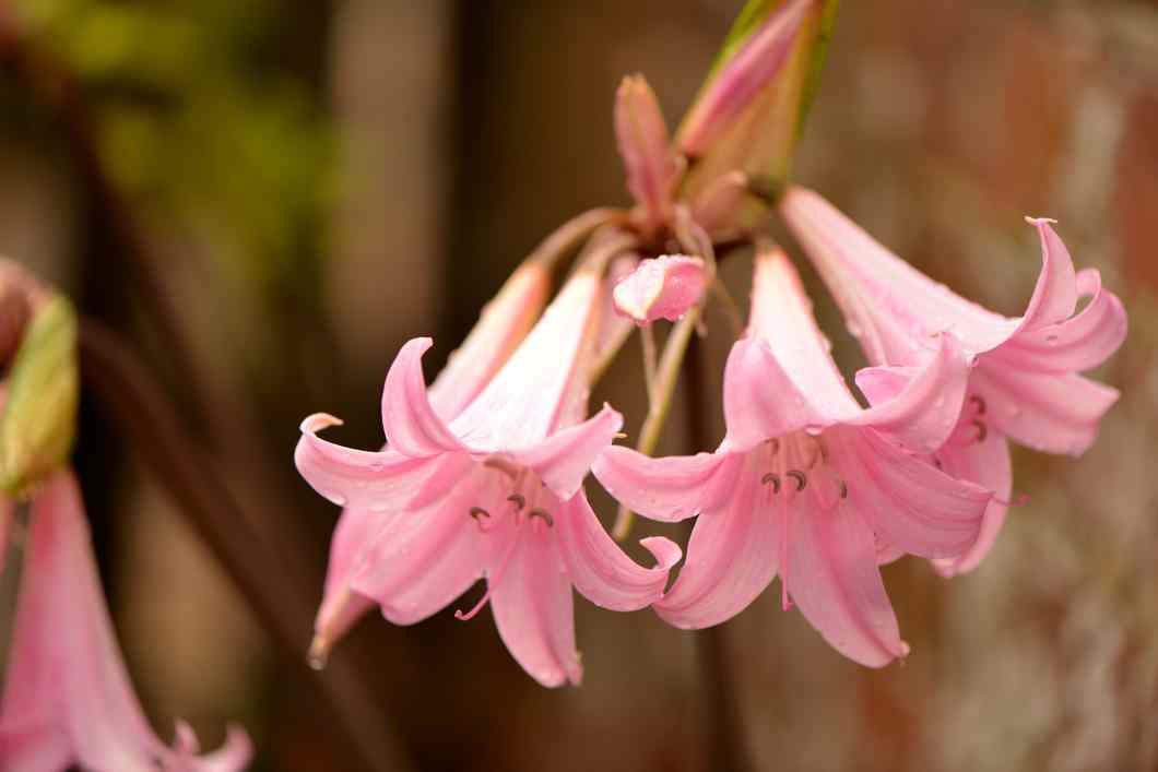 Loving the bare stems and sumptuous pink blooms of #Amaryllis belladonna, flowering now by the Victorian greenhouse  #SouthAfricanPlants #lily #MondayMotivation