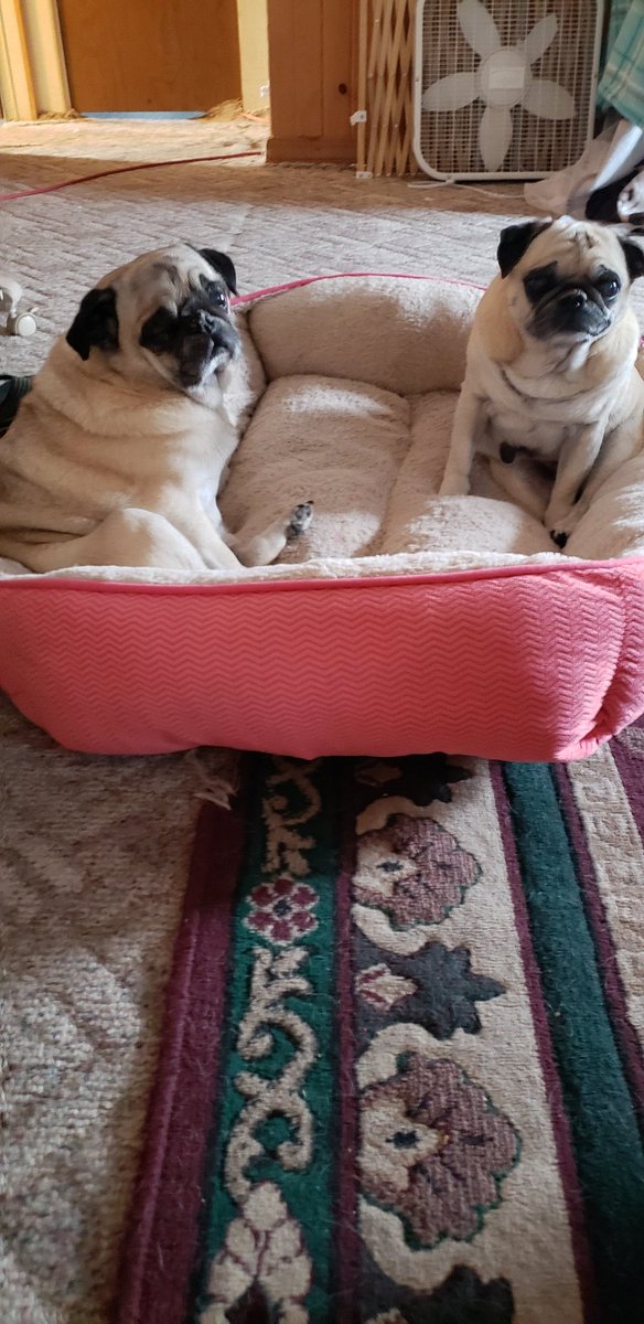 BatinTina's tweet photo. My girls Jilly and sweet-pea https://t.co/ddQc8IeUc6