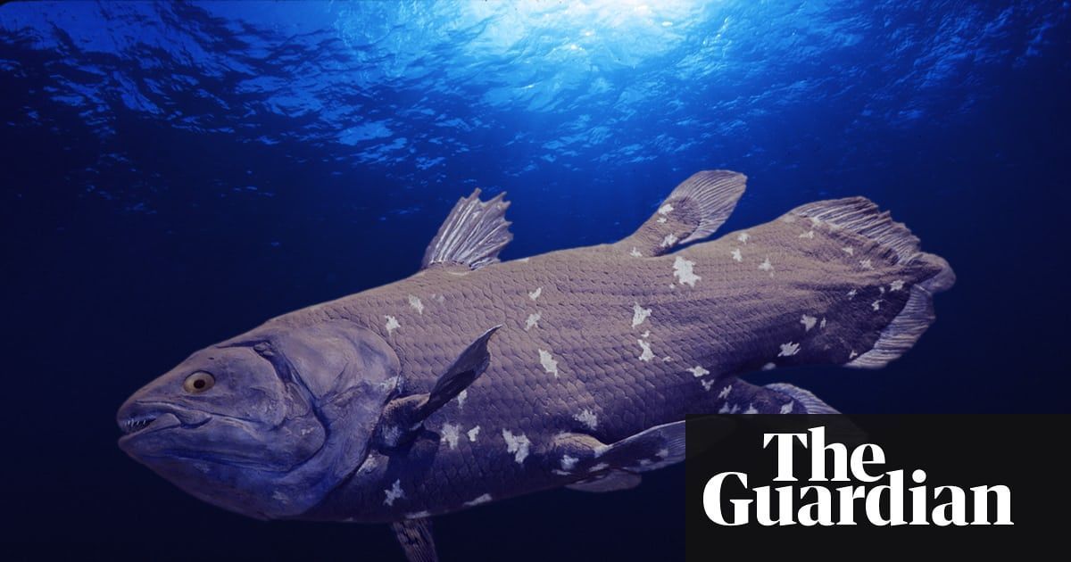 Кистепёрая рыба (целакант). Почему кистеперую рыбу латимерию называют живой ископаемой. Кистеперая латимерия. Почему кистеперую рыбу латимерию называют живой ископаемой. Целакант латимерия.