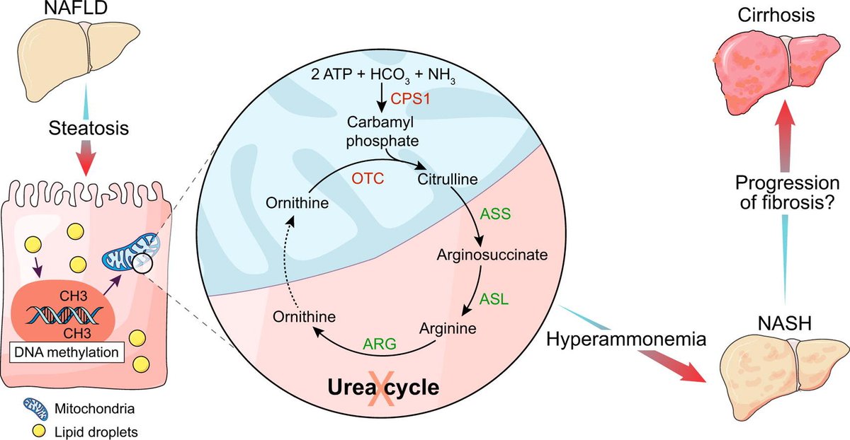 JHepatology's tweet photo. Non-alcoholic steatohepatitis (#NASH) is associated with reduced expression and activity of urea cycle enzymes, resulting in hyperammonemia

https://t.co/0AbvFmzg0o
#fattyliver #NAFLD @jsgracia @RajivJalan1 @ucl @AUHdk https://t.co/lMfITDQrlb