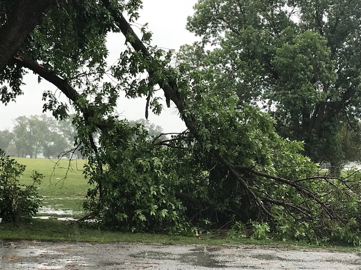 Big limb down on the edge of Carter Lake