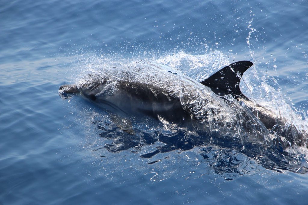 PlasticB_MPAs's tweet photo. (3)🐋🐋🐋 This pilot expedition of @PlasticB_MPAs tested a methodological approach for the simultaneous investigation of #macrolitter and #microlitter in the water column, as well as, the ingestion of marine litter by cetaceans and pelagic fish in the #Pelagos Sanctuary! https://t.co/Z9KNSOslnZ
