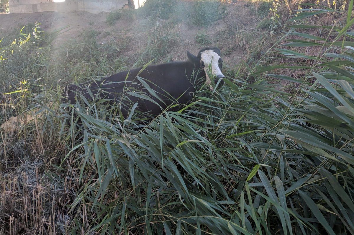 Na de eerdere melding van los lopende schapen is het nu een koe welke aan de wandel is. Ook deze staat nu weer netjes achter zijn hekje.