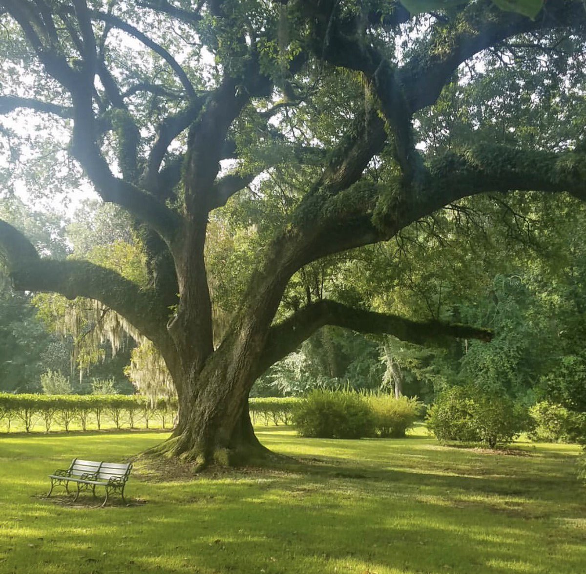 visitnatchez's tweet photo. Not your average park bench!  No #MondayBlues in #Natchez! #visitnatchez https://t.co/O2pZssZ4pc