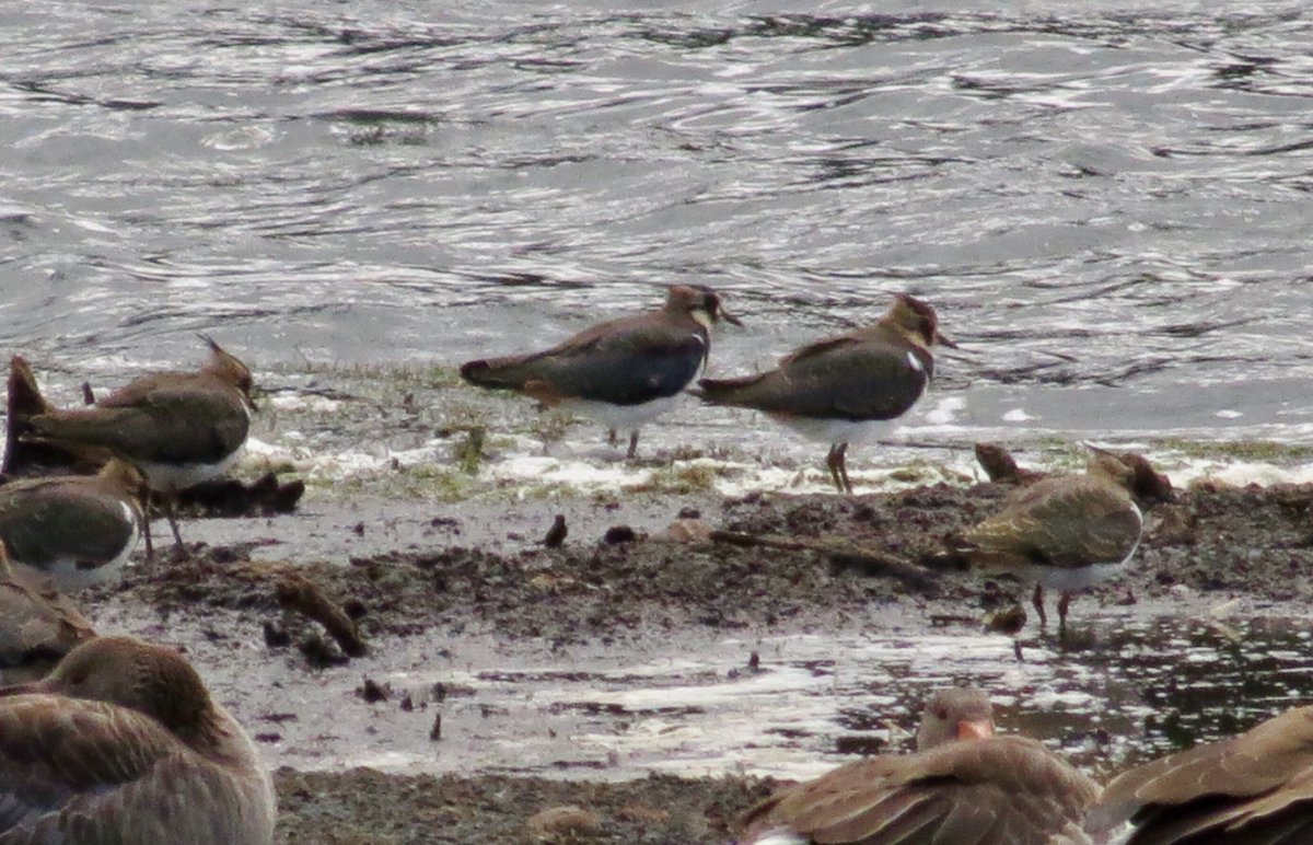 finnbarrotty's tweet photo. π¦
π¦
@ScotWildlife π¦
@DyfiOspreys #Balgavies Loch @ScottishBirding @RSPBScotland @IsPoeticJustice Have been watching the Ospreys and they appear to be fledged but still being fed. Lovely variety of water birds to see and a touch of Autumn just beginning to appear. https://t.co/k03pWthQqC