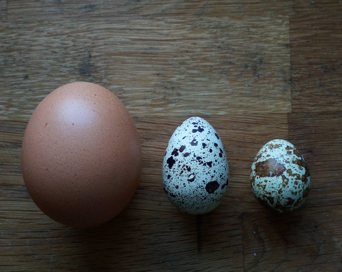 Eine unserer #Wachteln legt riesige #Eier! Im Vergleich zu sehen mit Hühner- und normalem Wachtelei. Das muss doch wehtun! 😣