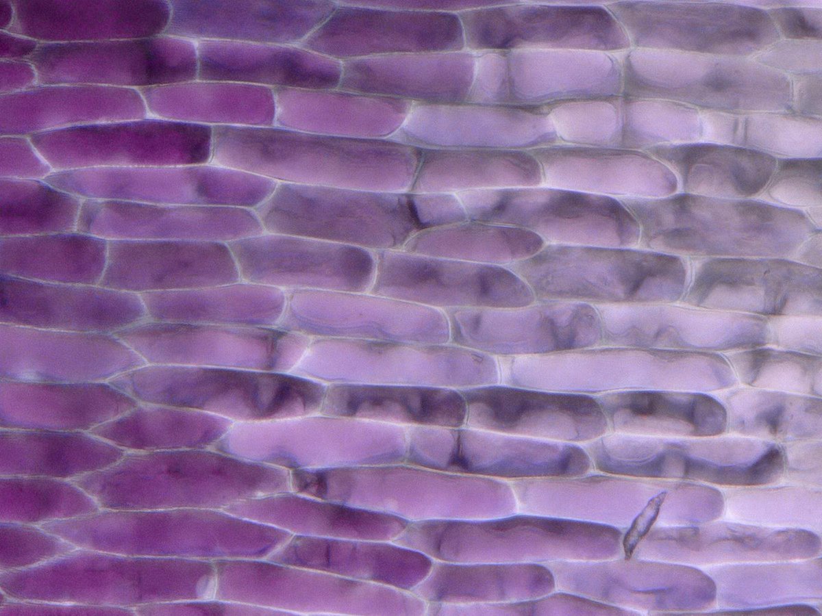 The Hibiscus Team is looking for a new post-doc! If you like patterns &amp; cool plants and are up for a challenge then you're just what we're looking for 😀 More info can be found here:
jobs.cam.ac.uk/job/18539/