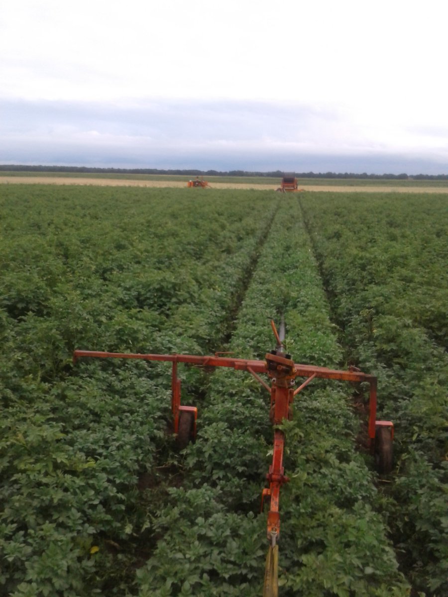 DetmerWedde's tweet photo. Bedenk net dat ik de aardappels vaker heb beregend dan gespoten tegen fytoftora. https://t.co/WqBM3HvDBH