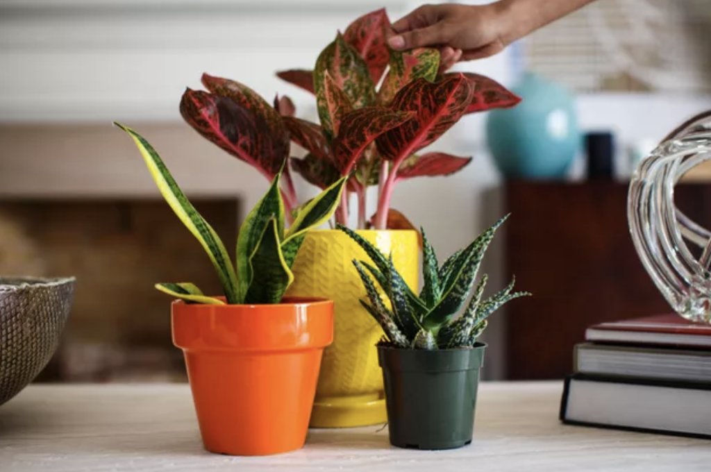 Low light? Low water? No matter your growing challenges, here are indoor plants to help brighten your space. mgro.co/6005DQImF