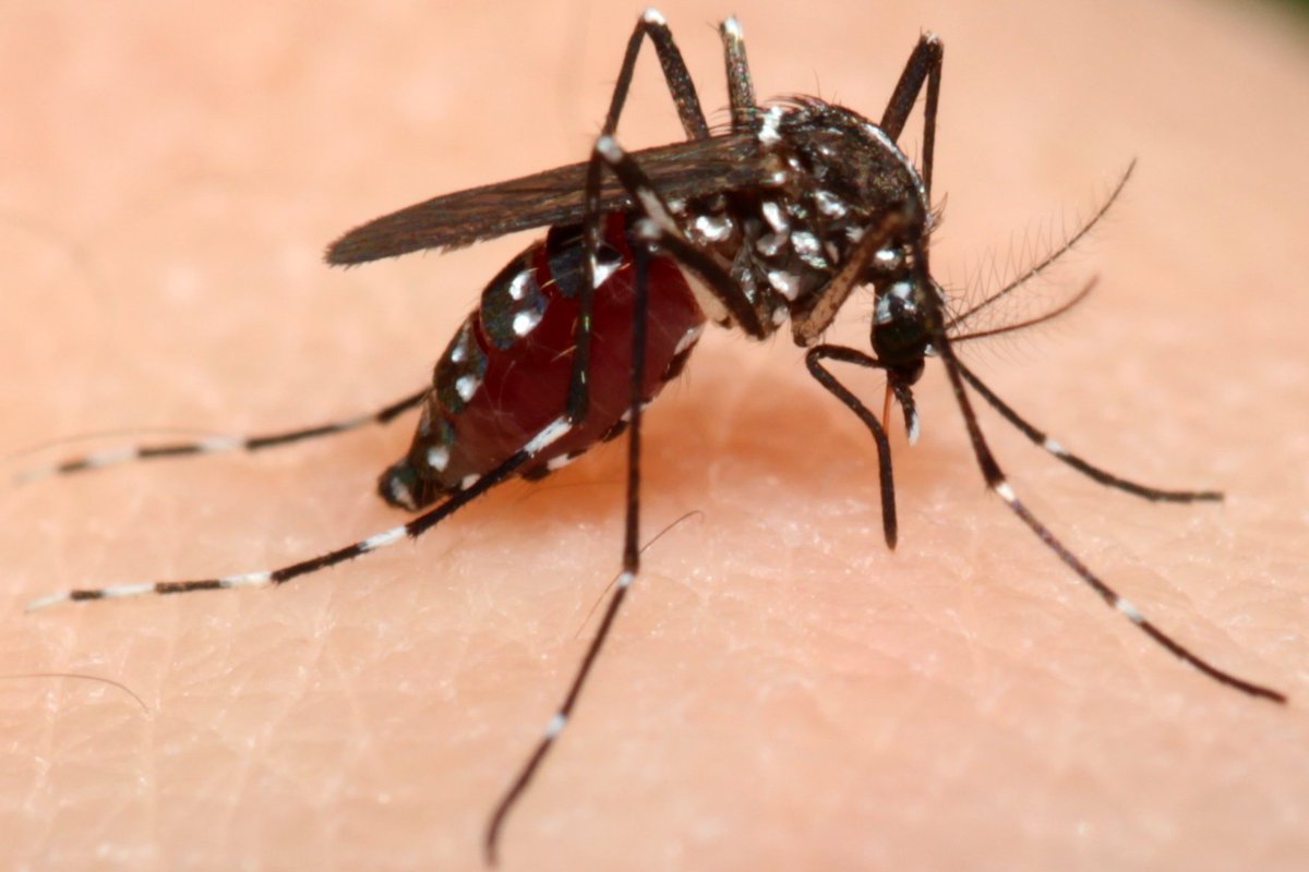 Hadel Go tweet media