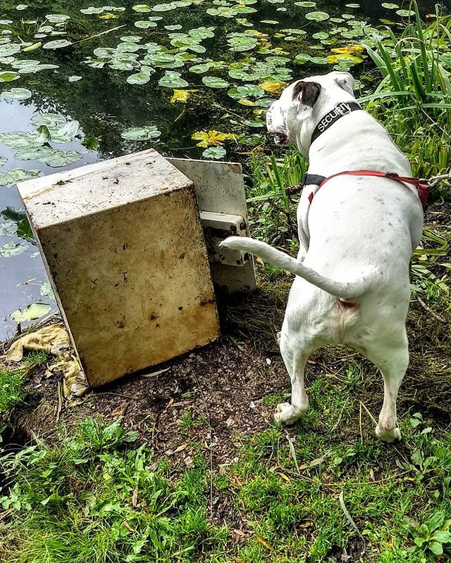AmBull_Bronson's tweet image. That pawsome moment yoo find a safe!!!... And that gutting moment when yoo realise it's empty! 😕😖😒😔😣
.
.
.
.
.
.
#doh #wholeftthis #randomobject #safe #moneysafe #bankrobberbronson #swag #loot #emptysafe #bronson #ambullsofinstagram #ambull #dogs… ift.tt/2OS8KGo