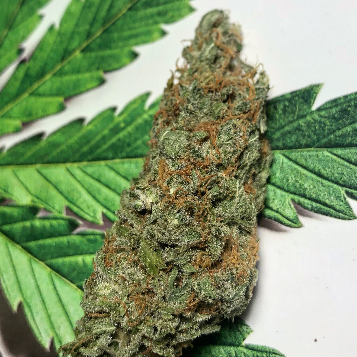 MannyRassGanja's tweet photo. Strawberry Kush #growthscience #duby ##indica #passit#passtheduby #passthatshit #scrog #stayhigh #stay #budporn #trichomes #nugporn #nugs #medicine #dubylife #duby #growyourown #sonder #stoner #elevated #dank #highlife #cannabis #cannabiscommunity #cannabisculture #weedporn https://t.co/CRb8DjaIuo