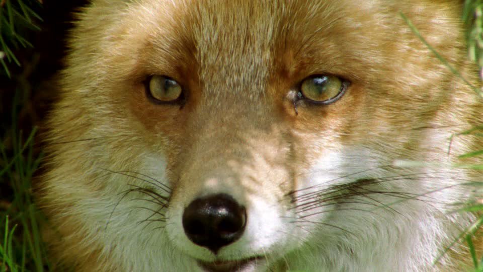 renjun the fox tweet media