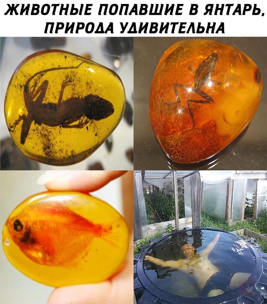 Янтарь Мем