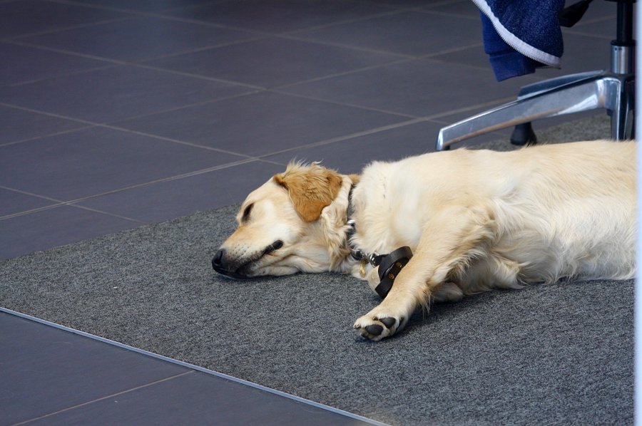 SuttonParkGroup's tweet photo. Did you come to our Perry Barr Renault Secret Sale event? Here are some of the highlights...
Even the dog felt at home! @BrumHour @brummiesnet #BizHour https://t.co/8viyo3ebkZ