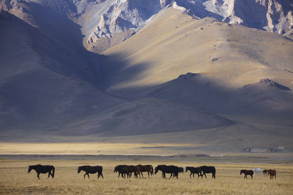 Shifty_Bouffant's tweet photo. Gangs of horses roam the Alay Valley in Kyrgyzstan looking for pensioners to mug. Alay Valley, Osh Region, Kyrgyzstan.
#alayvalley #oshregion #kyrgyzstan #mountains #rurallife #horses #wild #nomadiclife #photography #travelphotography #photographer #travelphotographer #canon https://t.co/UyrsYn9pn3
