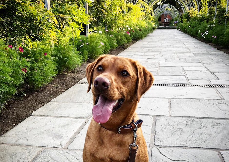 RHSWisley's tweet photo. Join us on Thursday 23 August for a special Walkies at Wisley evening from 6-8pm, where we’ll be welcoming visitors and their four-legged friends to experience a stroll around Wisley after hours. Up to two dogs on leads permitted per adult #walkiesatwisley https://t.co/6HNSTroIvx https://t.co/wXDPif7AwJ