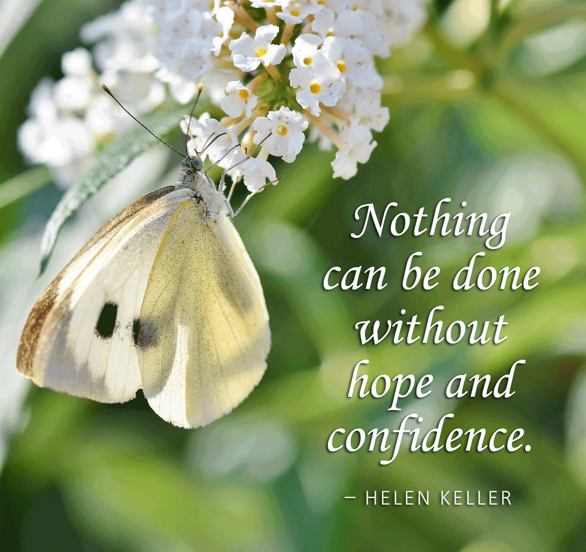 VIE Ability tweet media