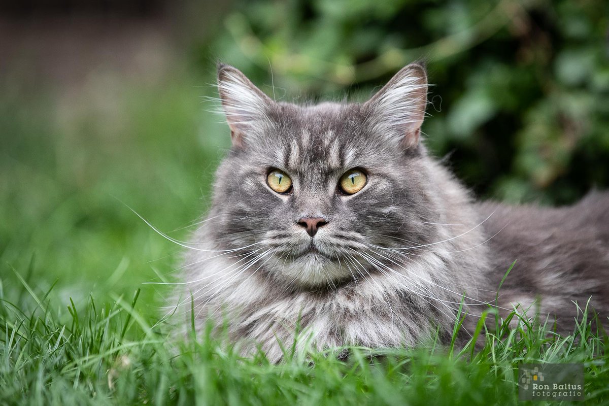 Ron Baltus tweet media