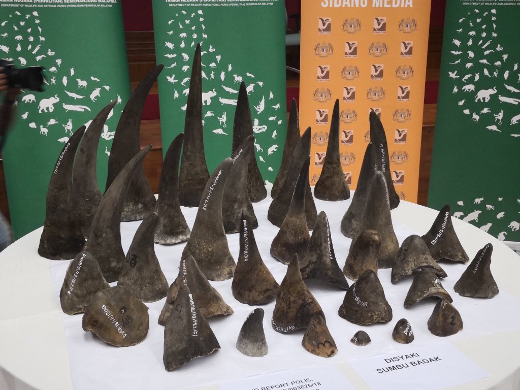 Malaysia: Customs seize 50 #rhino horns at Kuala Lumpur airport en route to Vietnam, the largest haul of such contraband in the country goo.gl/CFqzY7 via <a href="/MailOnline/">Mail Online</a> #wildlifecrime #wildlifetrafficking