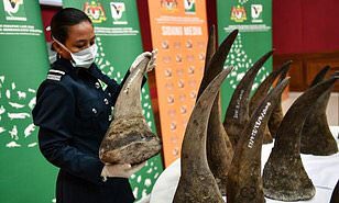 CITES's tweet photo. Malaysia: Customs seize 50 #rhino horns at Kuala Lumpur airport en route to Vietnam, the largest haul of such contraband in the country https://t.co/r5Tf5NfFLy via @MailOnline #wildlifecrime #wildlifetrafficking https://t.co/TJIQRZDC2U