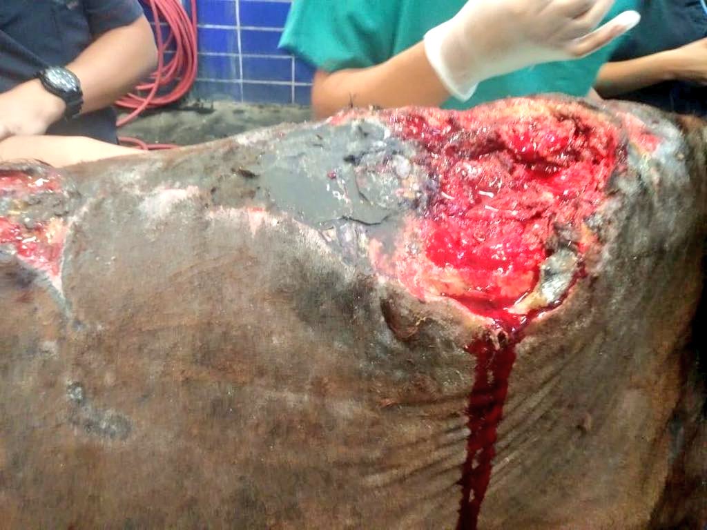 DefAnimalMX's tweet photo. #Mixtli 🐴 la obligaron a cargar carreta de basura hasta hace 48 hrs bajo condición de #MaltratoExtremo, ya está en resguardo de @DefAnimalMX atendida en Hospital Equino @UNAM_MX Gracias @propaem_sma por intervenir. NO es un #FelizLunes para miles de 🐎 carretoneros #TodaVidaVale https://t.co/uFBhcYQCez