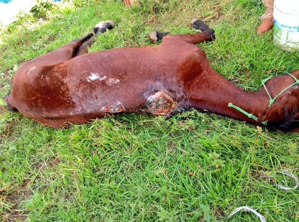 DefAnimalMX's tweet photo. #Mixtli 🐴 la obligaron a cargar carreta de basura hasta hace 48 hrs bajo condición de #MaltratoExtremo, ya está en resguardo de @DefAnimalMX atendida en Hospital Equino @UNAM_MX Gracias @propaem_sma por intervenir. NO es un #FelizLunes para miles de 🐎 carretoneros #TodaVidaVale https://t.co/uFBhcYQCez