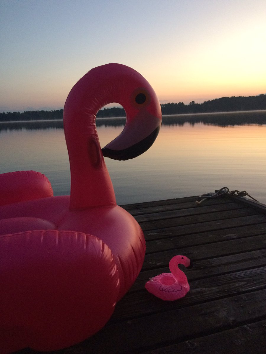 joy_larusa's tweet photo. Local waterfowl https://t.co/wguPM6tGV6