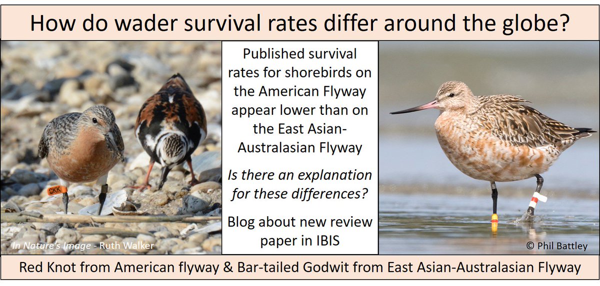 GrahamFAppleton's tweet photo. Blog about #shorebird #wader #survival review paper in @IBIS_journal has attracted lots of interest. If you want to chat about it, all 4 authors are at @IOCongress2018 (tagged with image).
https://t.co/lowoH6REDo
#ornithology https://t.co/lIbEijqZOL