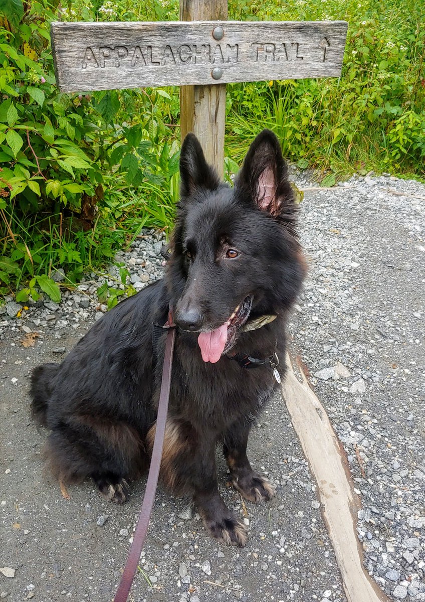 Great Smoky Mountains with the Doggo sammythedogtrainer.com/2018/08/great-…  #dogsonadventures #dogs #dogsoftwitter #bloggerstribe  #travelblog #smokymountains #hikergirl #hiking #jeeplife #campinglife #campingswithdogs #adventurebuddy #wilderness #wanderlust #MondayMorning