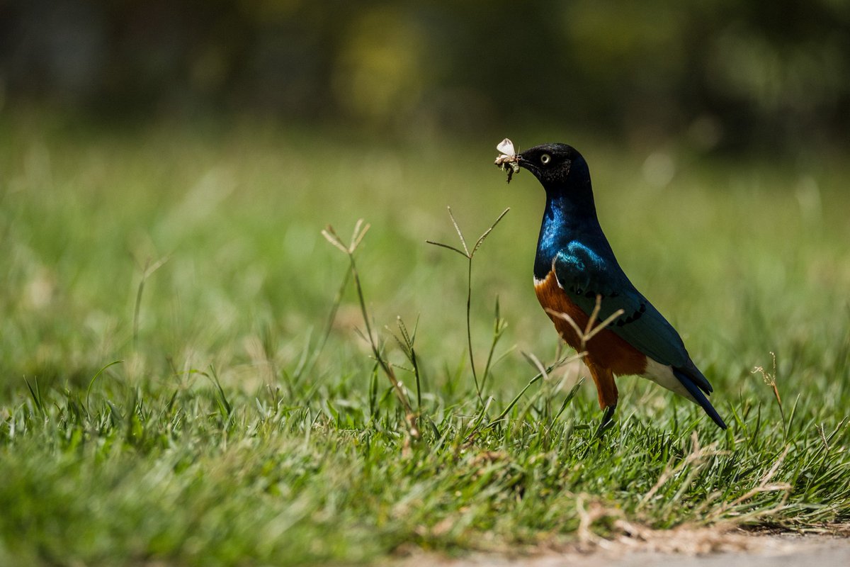 CapsCoalition's tweet photo. The value of the ecosystem service of pest control provided by #birds is "undoubtedly vast", but this value goes largely unacknowledged in the management of natural systems, "particularly by industries that profit from the birds’ labor"... https://t.co/rSv88bB1zt #NatCapHub https://t.co/0p3nGGdYBT